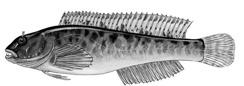 Salaria fluviatilis_01.jpg